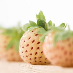 Bílé jahody - „Pineberry“ 10 rostlin