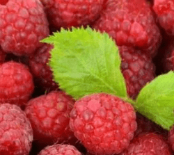 Raná / letní malina – vykopaná sazenice