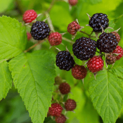 Černý maliník – Black Jewel, 1 rostlina v květináči (jednoletá)