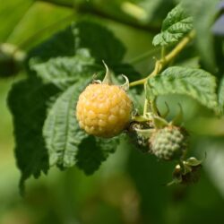 Žlutý maliník – Golden Queen - 1 holá kořenová rostlina